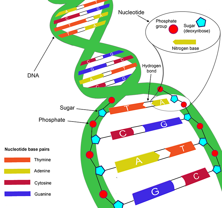 Dna Structure Labeled Hydrogen Bonds 